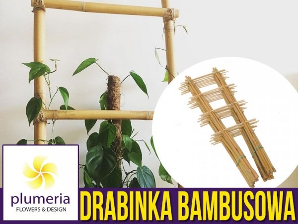 Drabinka Bambusowa podpora do roślin 60 cm