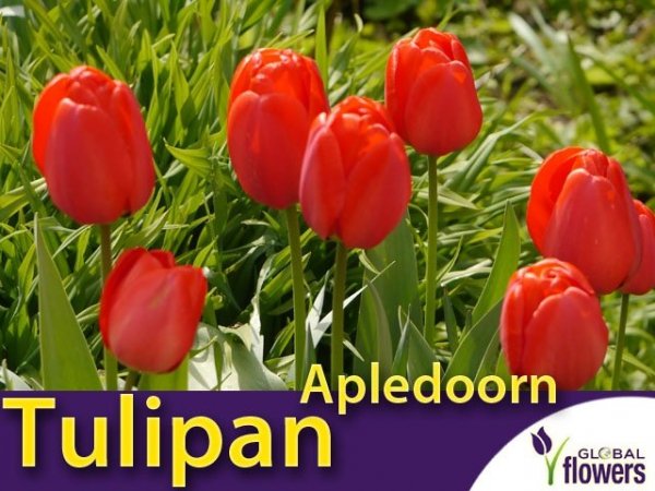 Tulipan Darwina 'Apledoorn' (Tulipa) CEBULKI