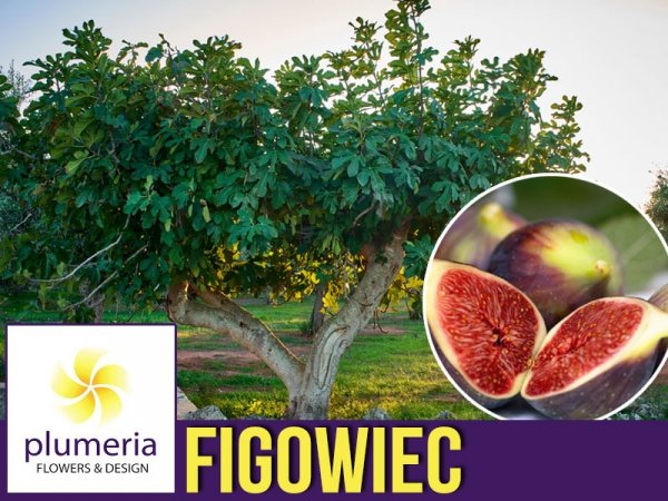 Figowiec BROWN TURKEY (Ficus carica) Sadzonka C1