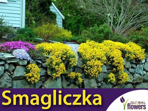 Smagliczka Skalna