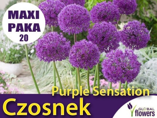 MAXI PAKA 20 szt Czosnek Purple Sensation (Allium sensation) CEBULKA