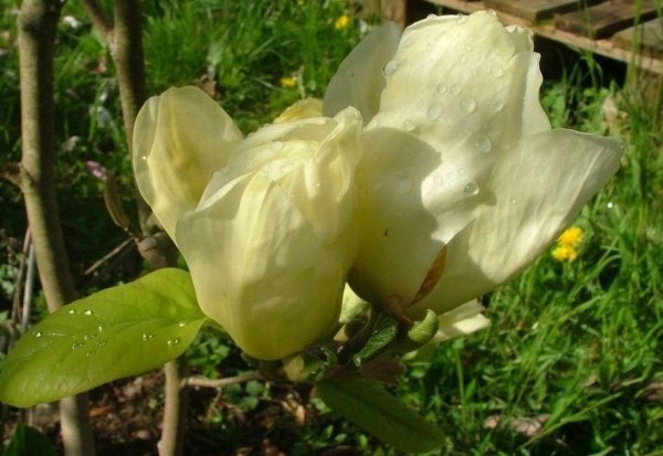 Magnolia denudata Yellow River uprawa