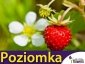 Poziomka Rugia (Fragaria vesca) Silnie owocuje nasiona 0,2g 