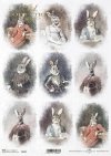 zwierzęta retro, zwierzęta w strojach, zając, zające, król, królowa, admirał, zoomorfizm, stroje historyczne, rosyjska dama, włoski manieryzm,  amerykański portret, francuski szyk, hiszpański admirał, francuska w błękitach*Russian lady, Italian mannerism,
