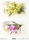 wiosenne kwiaty, krokusy, żółte kwiaty*spring flowers, crocuses, yellow flowers*Frühlingsblumen, Krokusse, gelbe Blumen*flores de primavera, azafranes, flores amarillas