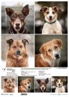 Schronisko w Korabiewicach, fotografie zwierząt, psy, Dorota Majcher*Shelter in Korabiewice, animal photography, dogs, Dorota Majcher*Tierheim in Korabiewice, Tierfotografie, Hunde, Dorota Majcher*Refugio en Korabiewice, fotografía de animales, perros, Do