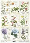 zioła, kwiaty, pismo, herbarium*herbs, flowers, writing, herbarium*Kräuter, Blumen, Schreiben, Herbarium*hierbas, flores, escritura, herbario