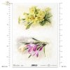 krokus, krokusy, kwiat, wiosenne kwiaty, żółte kwiaty, ogród, łąka, wiosna, crocus, crocuses, flower, spring flowers, yellow flowers, garden, meadow, springtime, Krokus, Krokusse, Blume, Frühlingsblumen, gelbe Blumen