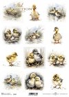 seria Early Spring - kaczki, kaczka*ducks, ducklings*Enten, Entenküken*patos, patitos