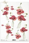 mak, maki, czerwone, kwiaty, makówki, ogród, łąka, R167, flowers, red, field poppies, meadow, garden, ote Mohnblumen, Blumen. Frivoler Feldmohn im Wind, amapolas rojas, flores, amapolas de campo en el viento