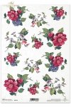 róża, kwiat, kwiaty, róże, powojnik,. ogród, R145, flower, flowers, rose, roses, clematis, garden ,  flores, rosa y clemátide, rosa, flor, flores, rosas, clemátide, jardín , Blumen, Rose und Clematis 