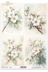 kwiaty flowers Blumen flores 
