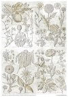 Zestaw papierów - Herbarium*Set of papers - Herbarium*Reihe von Papieren - Herbarium* Conjunto de papeles - Herbario* Conjunto de papeles - Herbario