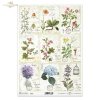 Zielnik, Herbarium, miniatury, miniatura, zioła, kwiaty, ręczne pismo, rumianek, mniszek, dzika róża, lawenda, hortensja, klatka dla ptaków, retro, Herbarium series, miniatures, miniature, herbs, flowers, handwriting, chamomile, dandelion, wild rose