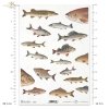 ryba, ryby, rybka, wędkarstwo, wędkowanie, łowienie, fish, fishing, Fisch, Fische, Angeln, pez, peces, pesca