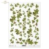 ivy, common ivy, leaves, shrubs, plants, R321