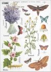 meadow, plants, butterfly, butterflies, chamomile, hibiscus, lavender, flower, flowers, herbs, herbs, R404