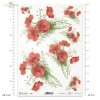 mak, maki, makowe, kwiat, łąka, ogród, lato, R955, poppy, flower, meadow, garden, summer, Mohn, Mohnblume, Blume, Wiese, Garten, Sommer, amapola, flor, prado, jardín, verano