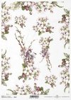kwiat jabłoni, kwitnąca jabłoń, drzewo owocowe, wiosna, R679, apple blossom, blossoming apple tree, fruit tree, spring, Apfelblüte, blühender Apfelbaum, Obstbaum, Frühling, manzano en flor, manzano en flor, árbol frutal, primavera 