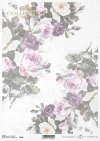 róża, róże, ogród, kwiat, wiosna, lato, pastel, R836, rose, garden, flower, spring, summer, pastel, Rose, Rosen, Garten, Blume, Frühling, Sommer, Pastell, rosa, rosas, jardín, flor, primavera, verano, pastel 