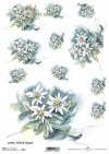 szarotka, kwiat, ogród, łąka, wiosna, autorka grafiki Maria Kopeć, R902, edelweiss, flower, garden, meadow, spring, Edelweiß, Blume, Garten, Wiese, Frühling, edelweiss, flor, jardín, prado, primavera