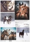 Schronisko w Korabiewicach, fotografie zwierząt, konie, Joanna Laskowska*Shelter in Korabiewice, photographs of animals, horses, Joanna Laskowska*Tierheim in Korabiewice, Fotografien von Tieren, Pferde, Joanna Laskowska*Refugio en Korabiewice, fotografías