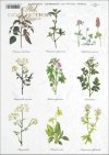 uchnia, spices, herbs, herbs, herbarium, herbarium, basil, oregano, marjoram, clover, wild slime, R402