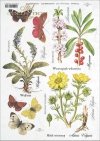 herbs, Wulfenia, Adonis Vulgaris, Daphne mezereum, meadow, plants, butterfly, butterflies, flower, flowers, R406