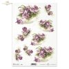 flower, orchids, flowers of orchids