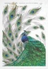peacock, peacocks, peacock tail, peacock eyes, tren, feathers