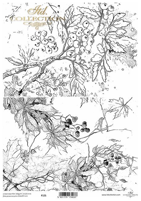 liście, rośliny*leaves, plants*Blätter, Pflanzen*hojas, plantas