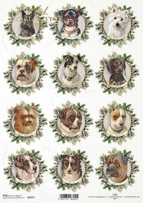 vintage, psy, pieski*vintage, dogs, doggies*Jahrgang, Hunde, Hündchen*vintage, perros, perritos