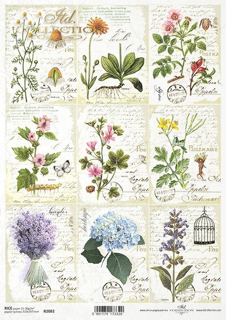 zioła, kwiaty, pismo, herbarium*herbs, flowers, writing, herbarium*Kräuter, Blumen, Schreiben, Herbarium*hierbas, flores, escritura, herbario