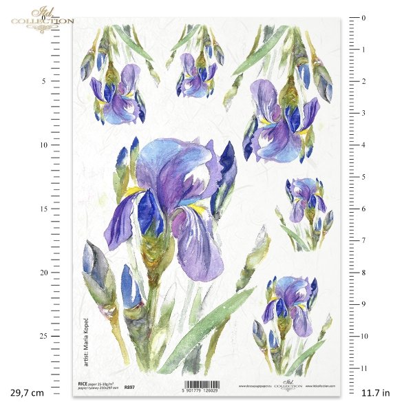irys, irysy, kosaciec, kosaćce, kwiat, kwiatek, kwiatki, R987, iris, irises, flower, iris, lirios, guadaña, flor, Schwertlilie, Sense, Blume