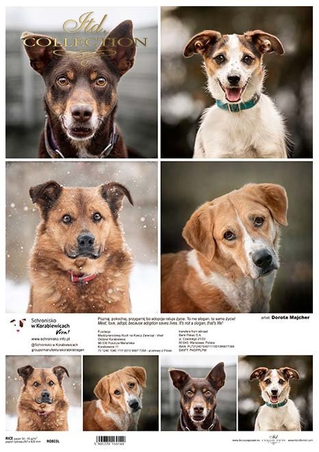 Schronisko w Korabiewicach, fotografie zwierząt, psy, Dorota Majcher*Shelter in Korabiewice, animal photography, dogs, Dorota Majcher*Tierheim in Korabiewice, Tierfotografie, Hunde, Dorota Majcher*Refugio en Korabiewice, fotografía de animales, perros, Do