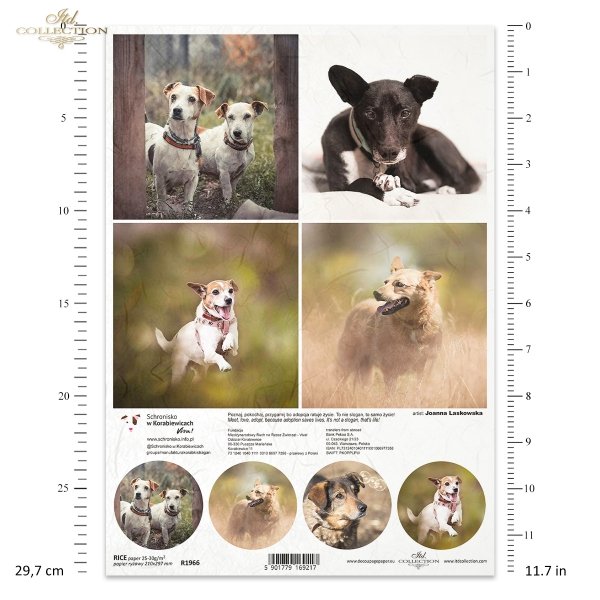 Papier decoupage, papier, Schronisko w Korabiewicach, fotografie zwierząt, psy, Joanna Laskowska, Shelter in Korabiewice, animal photography, dogs, Tierheim in Korabiewice, Tierfotografie, Hunde, Refugio en Korabiewice, fotografía
