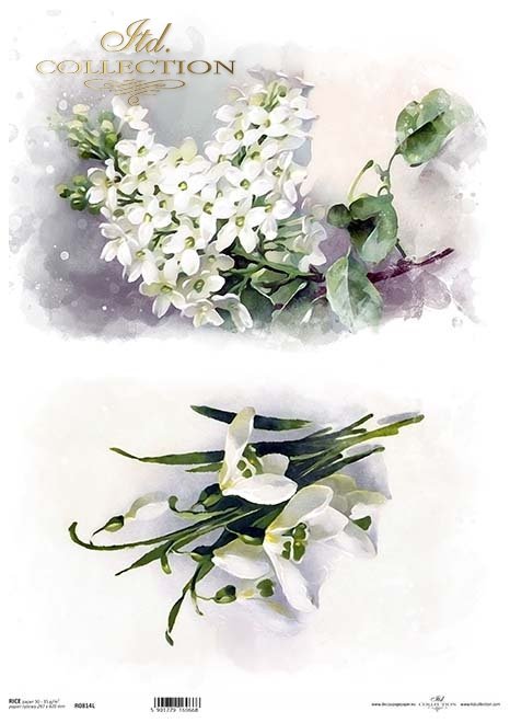 wiosenne kwiaty, przebiśniegi, zawilce białe*spring flowers, snowdrops, white anemones*Frühlingsblumen, Schneeglöckchen, weiße Anemonen*flores de primavera, campanillas de invierno, anémonas blancas