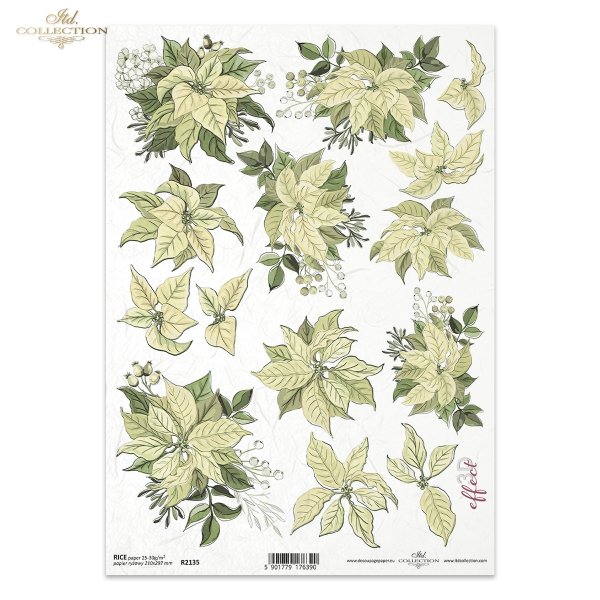 poinsecja, gwiazda betlejemska, kwiat, klimat Bożego Narodzenia, poinsettia, star of Bethlehem, flower, Christmas spirit, Weihnachtsstern, Stern von Bethlehem, Blume, Weihnachtsstimmung, poinsettia, estrella de Belén, flor