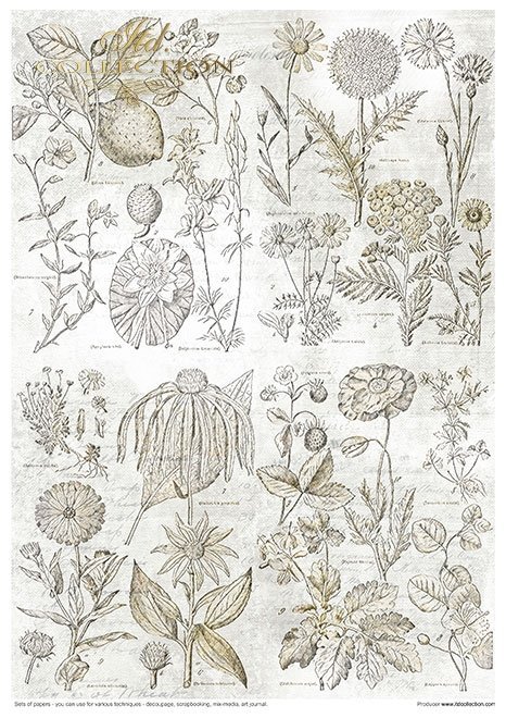 Zestaw papierów - Herbarium*Set of papers - Herbarium*Reihe von Papieren - Herbarium* Conjunto de papeles - Herbario* Conjunto de papeles - Herbario
