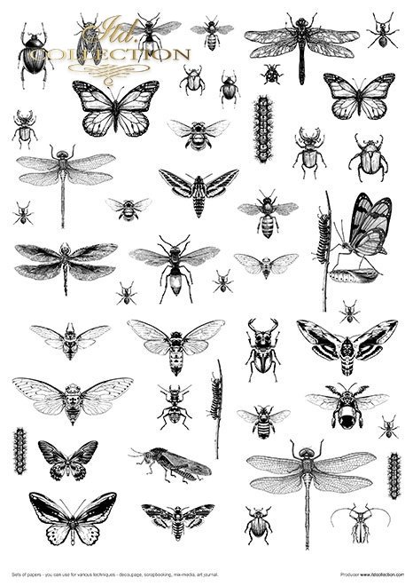 Zestaw papierów - Herbarium*Set of papers - Herbarium*Reihe von Papieren - Herbarium* Conjunto de papeles - Herbario* Conjunto de papeles - Herbario
