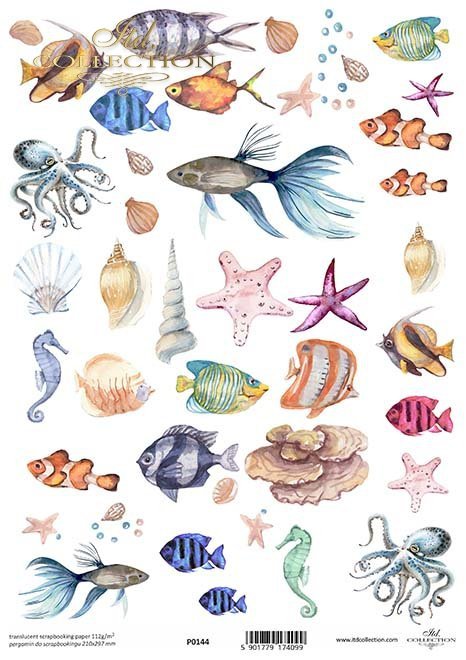 ryby, muszle, ośmiornice*Shells, fish, octopus*Muscheln, Fische, Tintenfische*Conchas, peces, pulpos