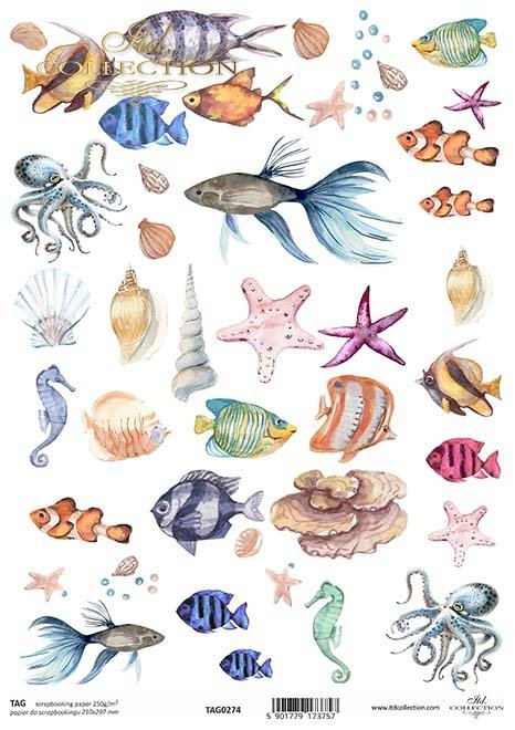 muszle, ryby, ośmiornice*Shells, fish, octopus*Muscheln, Fische, Tintenfische*Conchas, peces, pulpos