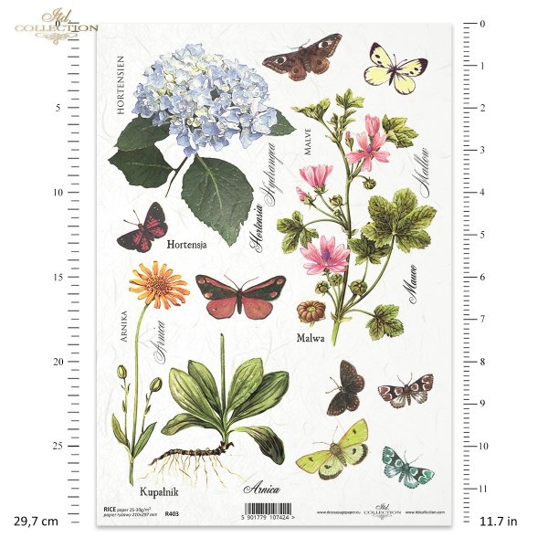 łąka, rośliny, motyl, motyle, hortensja, malwa, arnika, kupalnik, kwiat, kwiaty, R403
