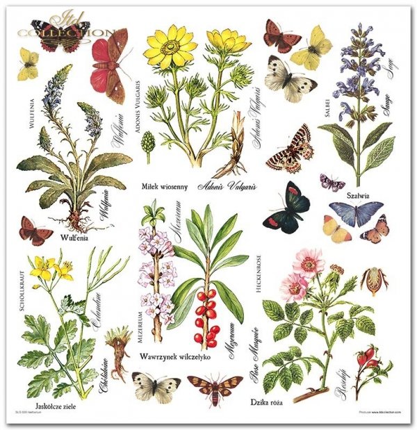 Scrapbooking papers SLS-035 ''Herbarium''---- DISCOUNTED PRODUCT