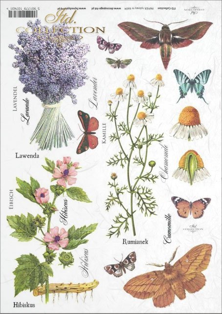 meadow, plants, butterfly, butterflies, chamomile, hibiscus, lavender, flower, flowers, herbs, herbs, R404