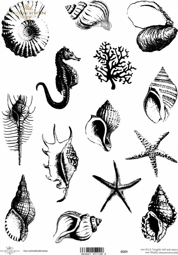muszle, muszelki, rozgwiazda, koralowiec, konik morski