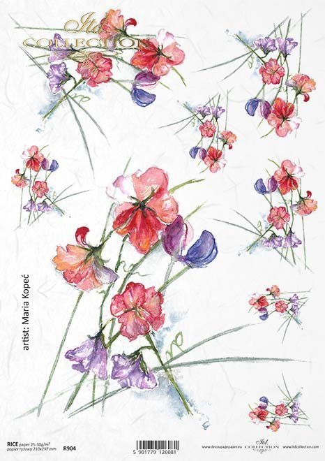 groszek pachnący, kwiat, ogród, łąka, wiosna, autorka grafiki Maria Kopeć, R904, fragrant pea, flower, garden, meadow, spring, Duftende Erbse, Blume, Garten, Wiese, Frühling, guisante fragante, flor, jardín, prado, primavera