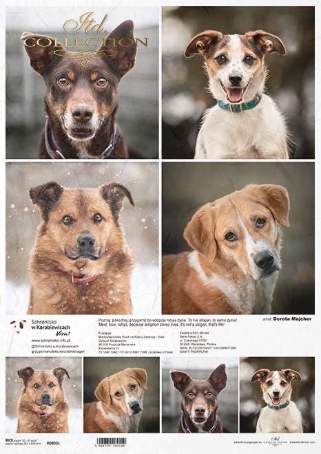 Schronisko w Korabiewicach, fotografie zwierząt, psy, Dorota Majcher*Shelter in Korabiewice, animal photography, dogs, Dorota Majcher*Tierheim in Korabiewice, Tierfotografie, Hunde, Dorota Majcher*Refugio en Korabiewice, fotografía de animales, perros, Do