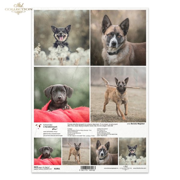 Papier decoupage, papier, Schronisko w Korabiewicach, fotografie zwierząt, psy, Dorota Majcher, Shelter in Korabiewice, animal photography, dogs, Tierheim in Korabiewice, Tierfotografie, Hunde, Refugio en Korabiewice