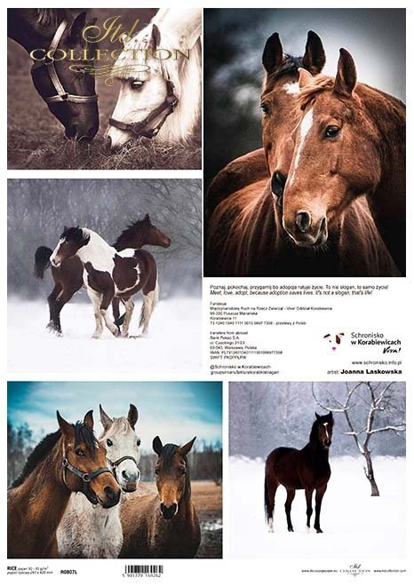 Schronisko w Korabiewicach, fotografie zwierząt, konie, Joanna Laskowska*Shelter in Korabiewice, photographs of animals, horses, Joanna Laskowska*Tierheim in Korabiewice, Fotografien von Tieren, Pferde, Joanna Laskowska*Refugio en Korabiewice, fotografías